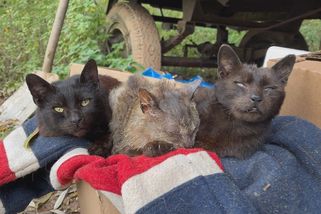 Boj o kočky nekončí: Úřady je chtějí ženě odebrat kvůli týrání. Ta se odmítá vzdát